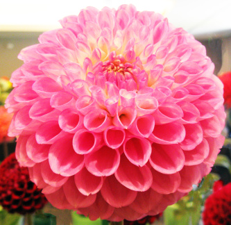 Dahlia ' 20TH AVE OLD MAJOR '  (S.B.)  Gibson  USA  2022  ADS Show Virginia, USA 2022  (David Brown)
